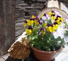 Pferde-Moosh.-Blumenwiese-5.12-056.jpg